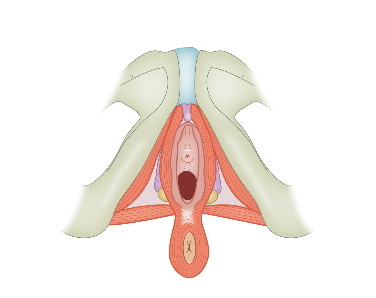 Female pouches hotsell